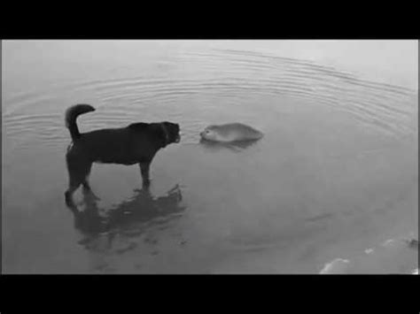 youtube doggo|what is a water doggo.